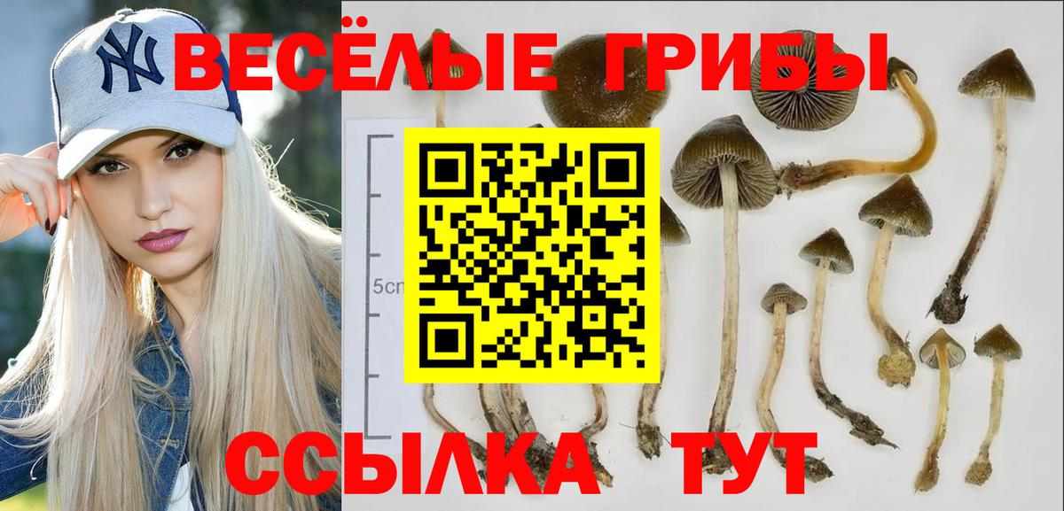 Псилоцибиновые грибы MAGIC MUSHROOMS  Псилоцибиновые грибы Magic Shrooms  где можно купить наркотик  Донецк  Вход с VPN 